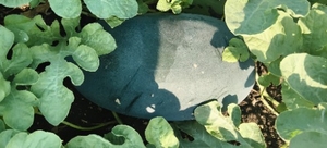 ಫೋಟೋ 3