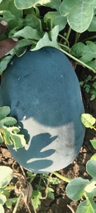ಫೋಟೋ 5