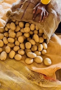 ಆಲೂಗಡ್ಡೆ