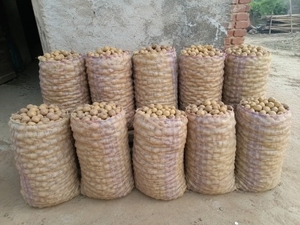 ಆಲೂಗಡ್ಡೆ