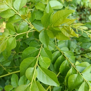 ఫోటో 2