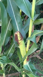 ಭುಟ್ಟಾ