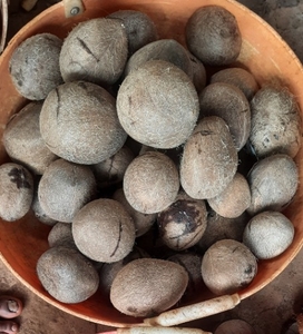 ತೆಂಗಿನಕಾಯಿ