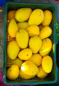 മാമ്പഴം