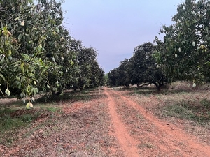 మామిడి పండ్లు