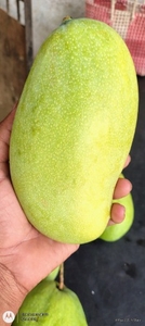 ಮಾವು
