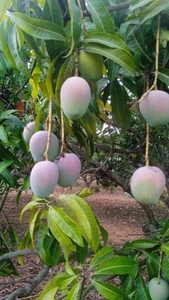 ఫోటో 5