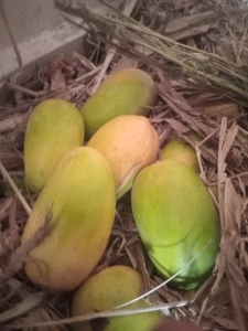 మామిడి