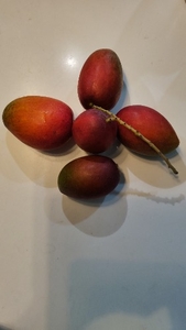 മിയാസാക്കി മാമ്പഴം