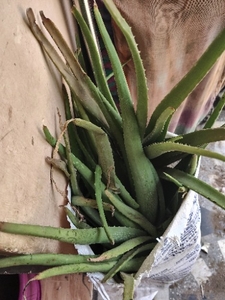 ಅಲೋವೆರಾ