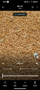 Wheat 