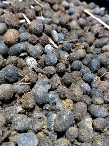 ಮೇಕೆ ಗೊಬ್ಬರ