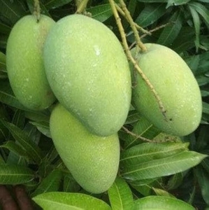 आम