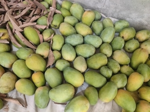 మామిడి