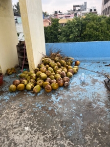 ತೆಂಗಿನಕಾಯಿ