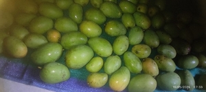 आम