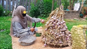 വെളുത്തുള്ളി