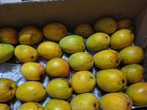 మామిడి