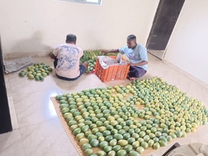 మామిడి