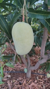 ഫോട്ടോ 4
