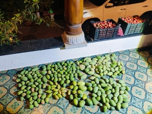 మామిడి