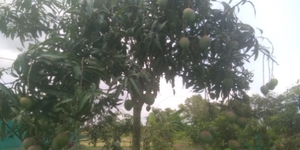 ఫోటో 2