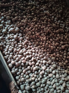 ಆಲೂಗಡ್ಡೆ