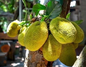 ಹಲಸಿನ ಹಣ್ಣು