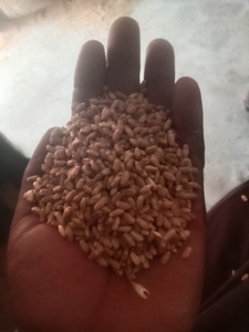 ഗെഹു