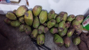 ತೆಂಗಿನಕಾಯಿ