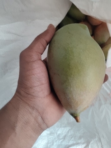 మామిడి