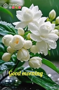 നാളികേരം 