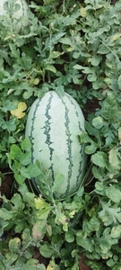 ಕಲ್ಲಂಗಡಿ