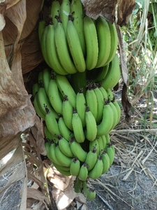 అరటిపండు