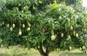 ಮಾವು