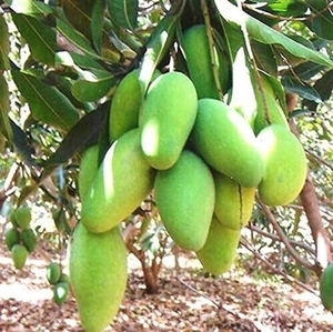 ಮಾವು