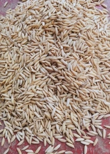 നെല്ല്