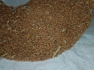 ಗೋಧಿ