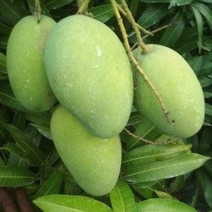आम
