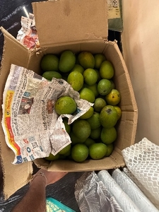 మామిడి