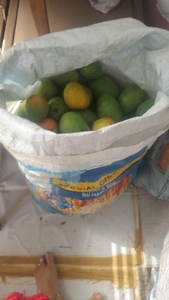 మామిడి పండ్లు