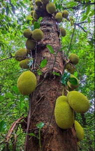 कटहल