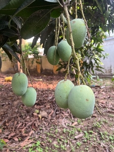 మామిడి పండ్లు