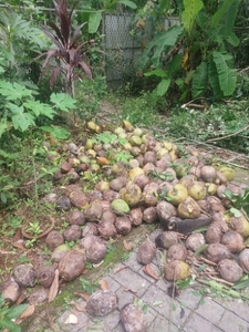 ತೆಂಗಿನಕಾಯಿ