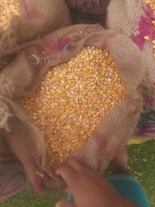 சோளங்கள்
