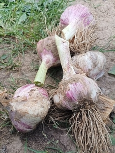వెల్లుల్లి