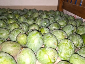 മാമ്പഴം