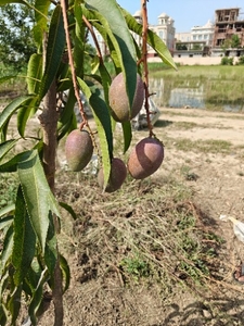 फोटो 3