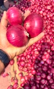 ఉల్లిపాయ