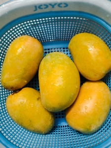 ಮಾವು